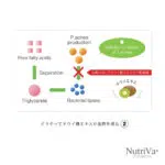 NUTRIVA® AC REDUCE ACNE SCARS AND DARK SPOTS - Image 9